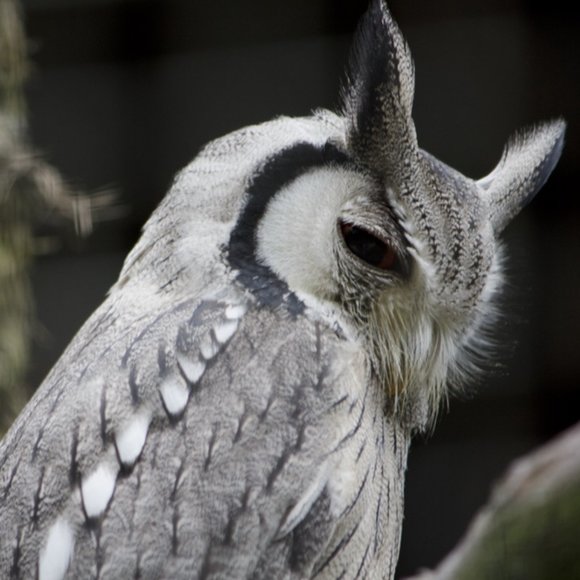 Meet your Posher, Anna - Picture 1 of 1